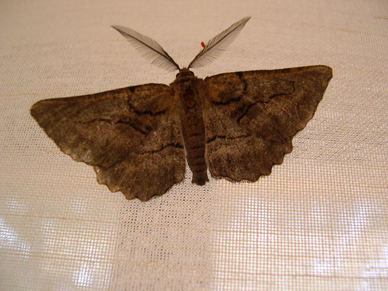 Farfalla : Nychiodes sp. (Geometridae, Ennominae)